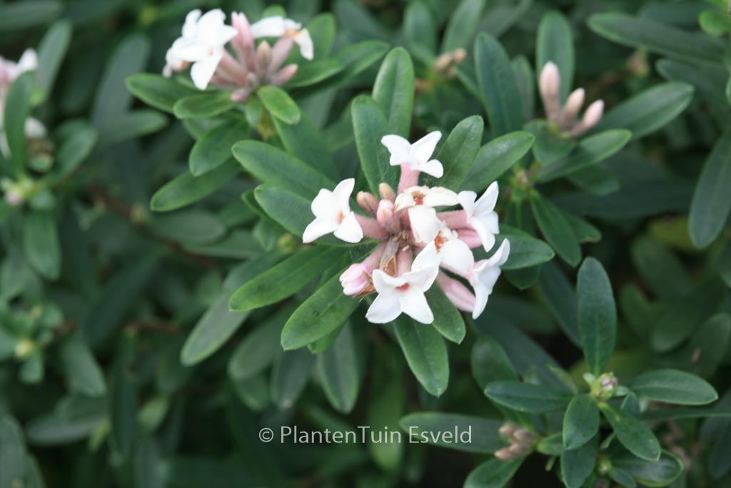 Daphne transatlantica ‘Blafra’ (ETERNAL FRAGRANCE)