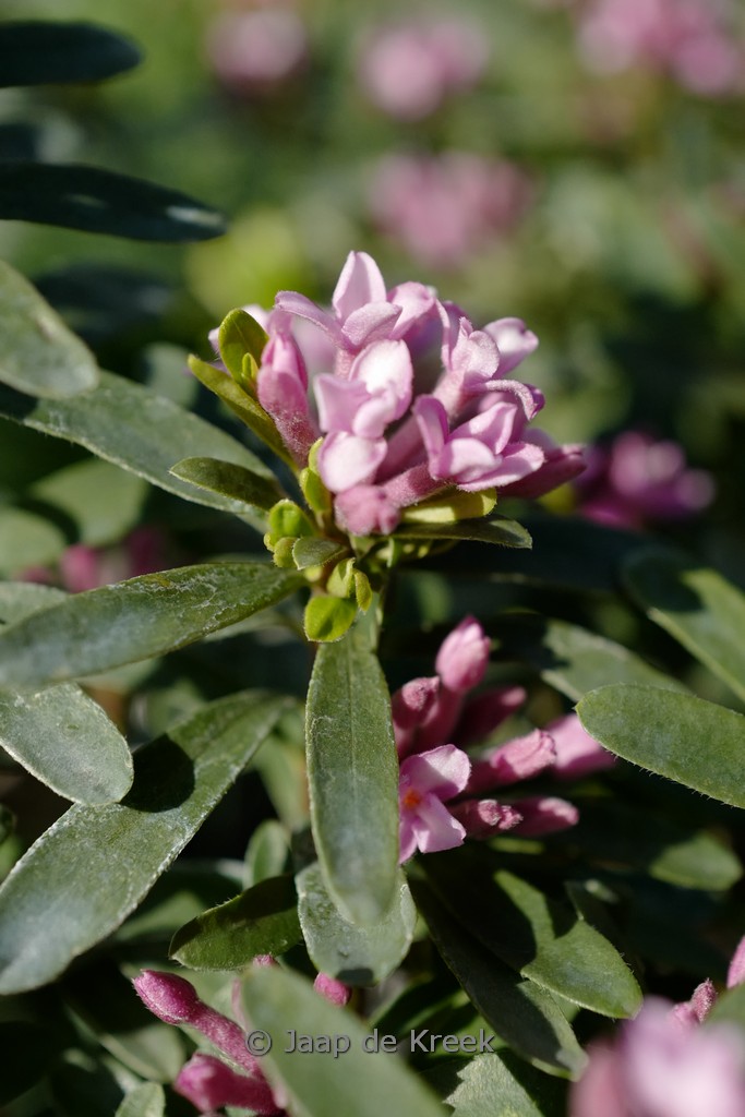 Daphne transatlantica ‘Blapink’ (PINK FRAGRANCE)