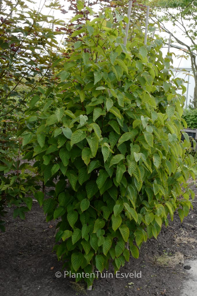 Davidia involucrata ‘Kylee’s Columnar’