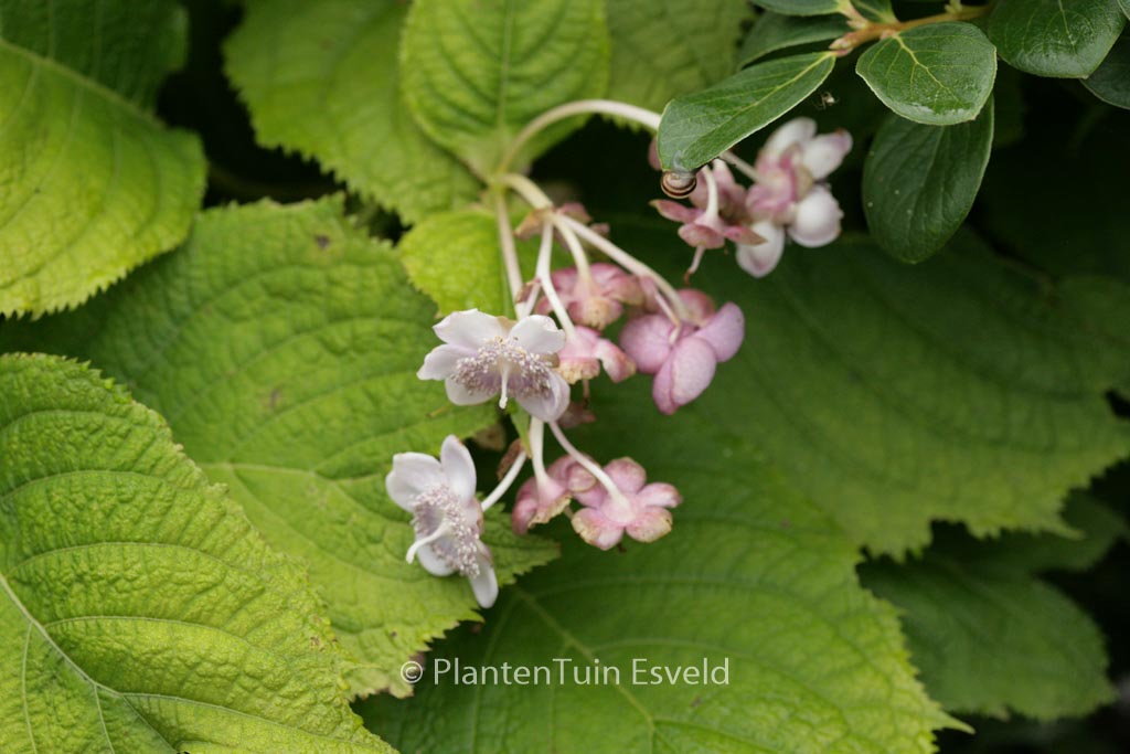 Deinanthe caerulea x bifida ‘Blue Blush’