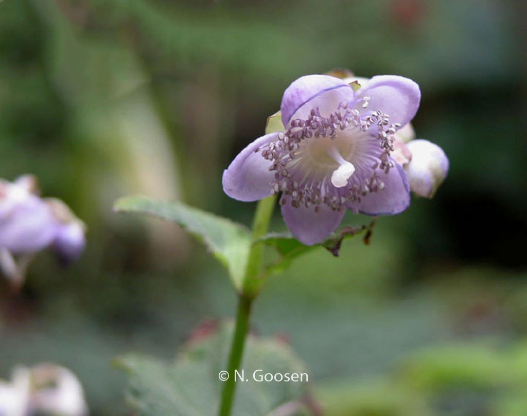 Deinanthe caerulea x bifida ‘Blue Wonder’