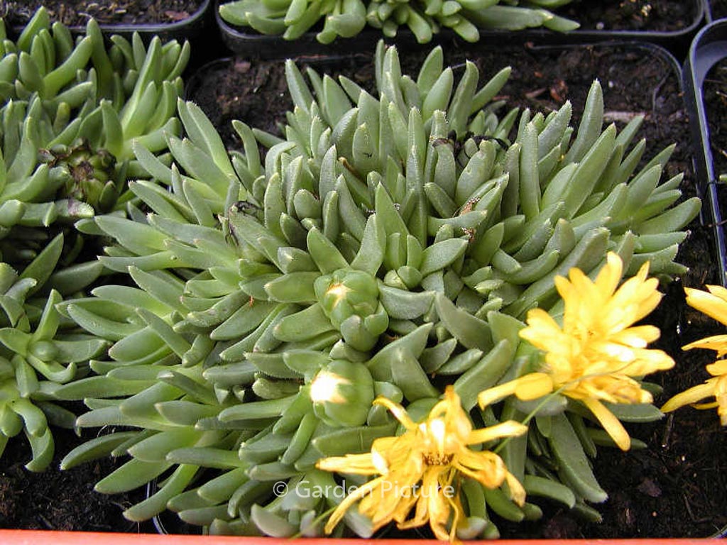 Delosperma congestum