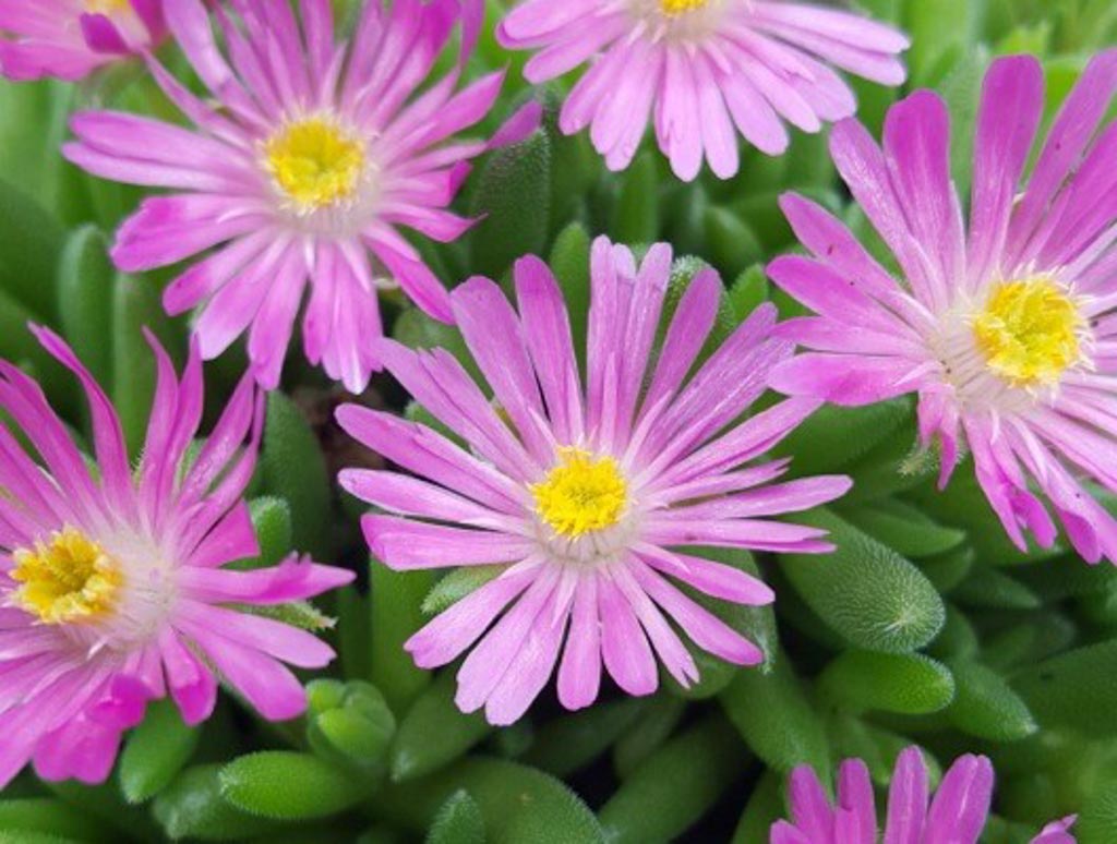 Delosperma cooperi ‘Jewel of Desert Candyston