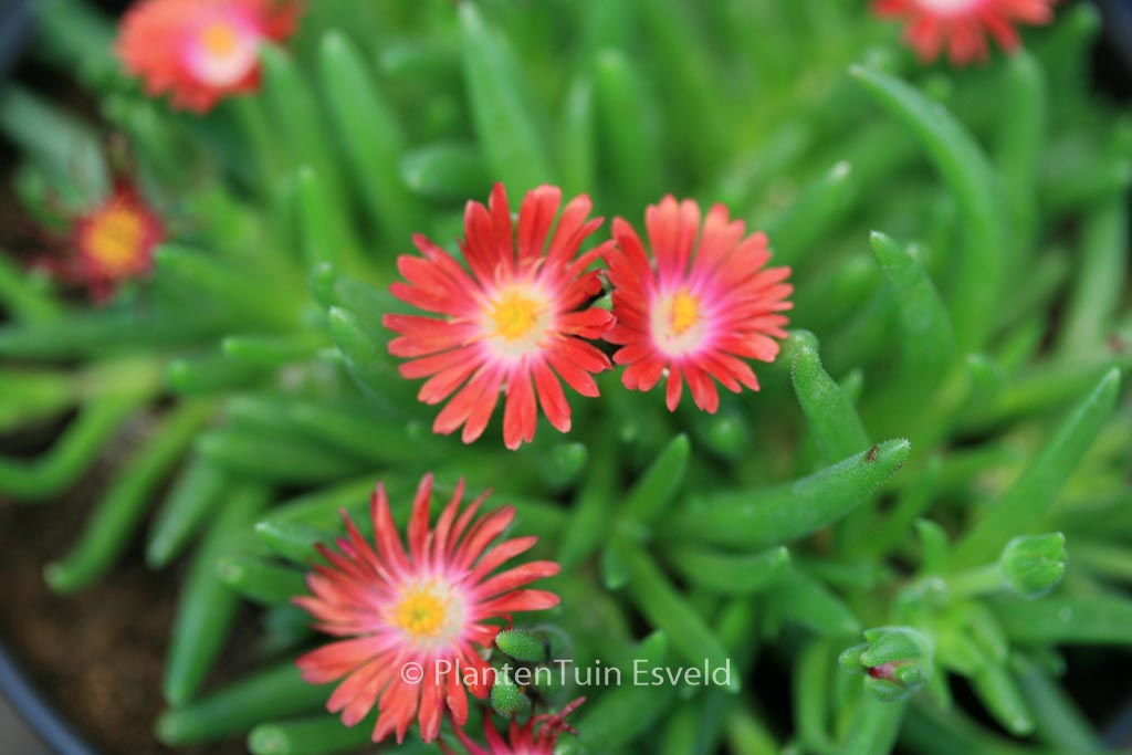 Delosperma cooperi ‘Jewel of Desert Garnet’