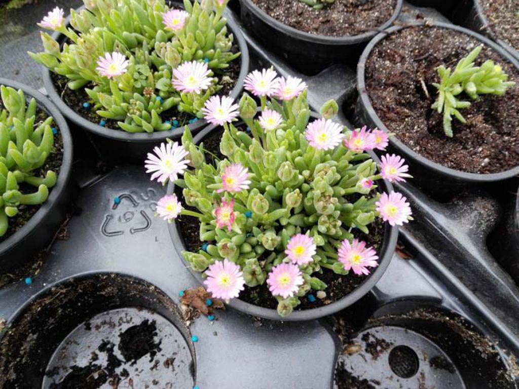 Delosperma cooperi ‘Jewel of Desert Rosequarts’