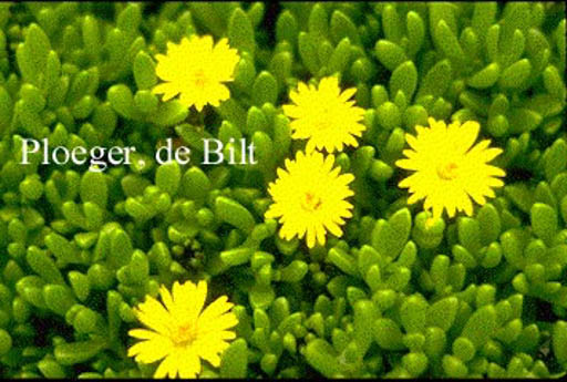 Delosperma nubigenum