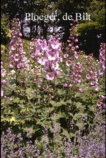 Delphinium ‘Astolat’