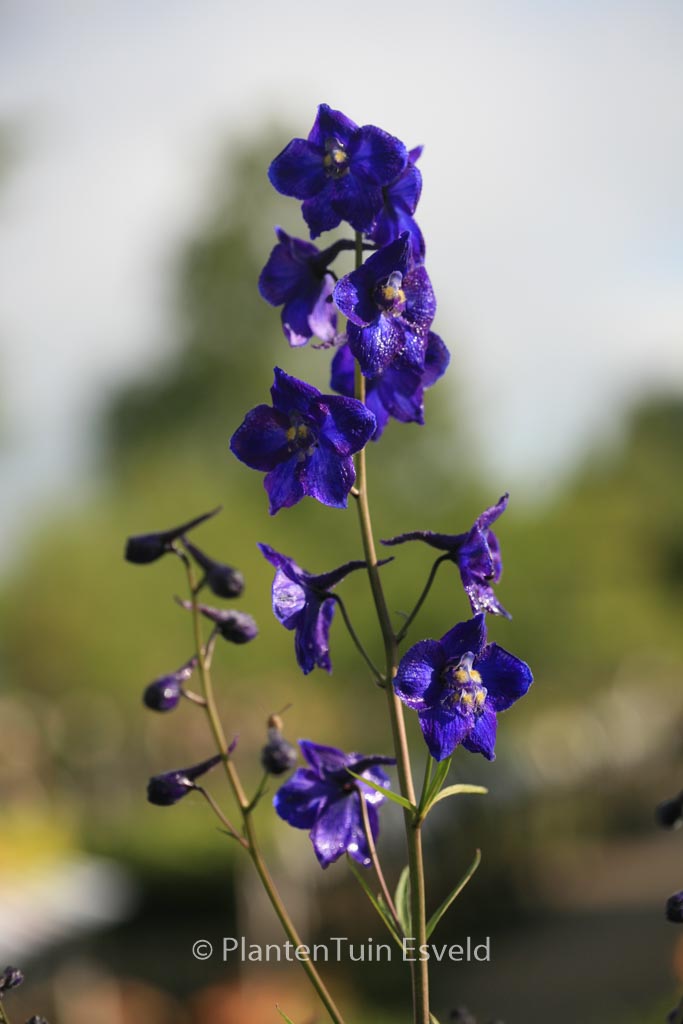 Delphinium ‘Atlantis’