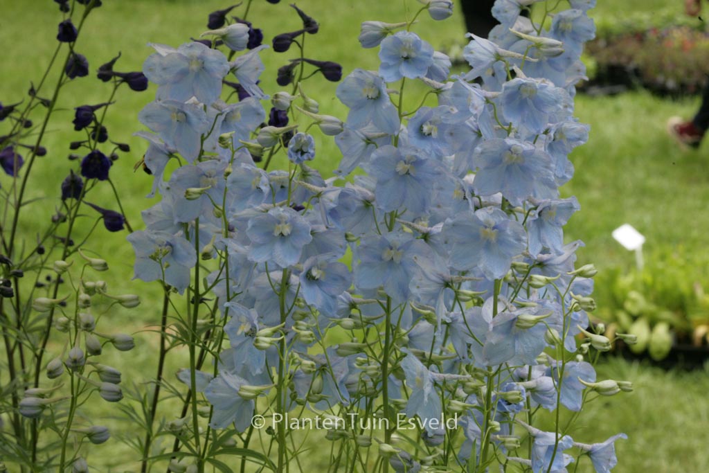 Delphinium ‘Ballkleid’