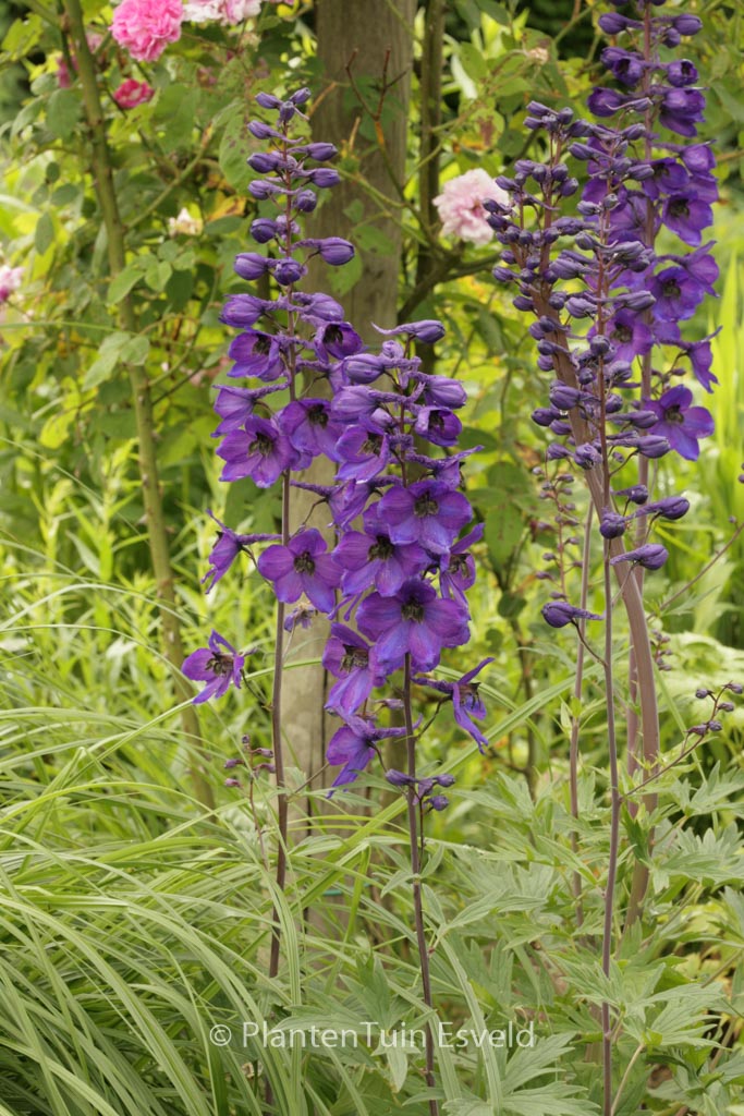 Delphinium ‘Black Knight’