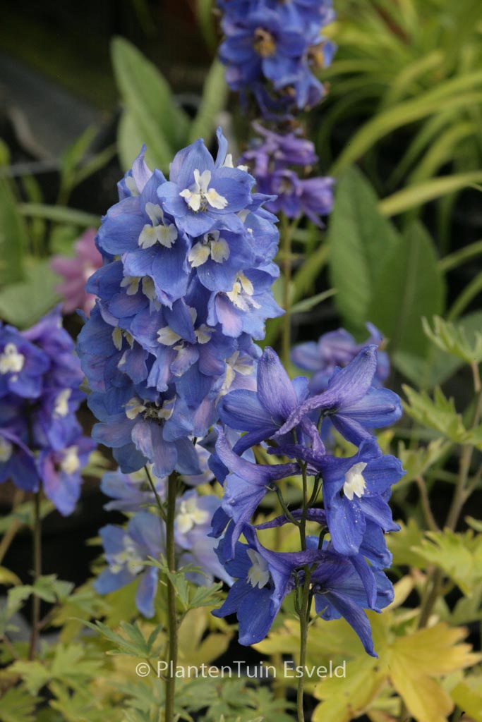 Delphinium ‘Blue Bird’