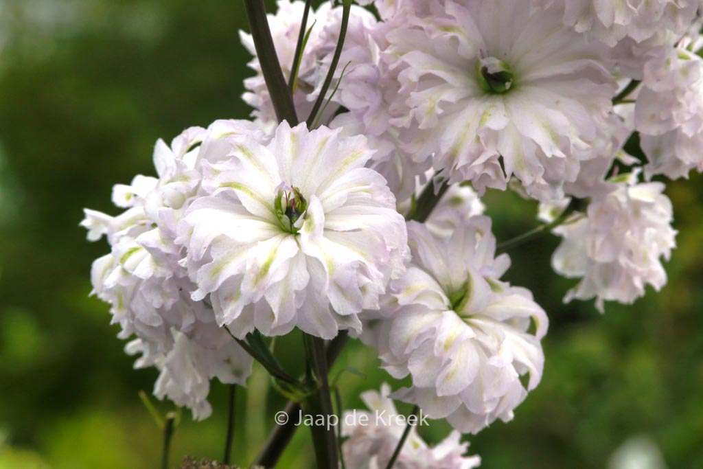 Delphinium ‘Cha Cha’