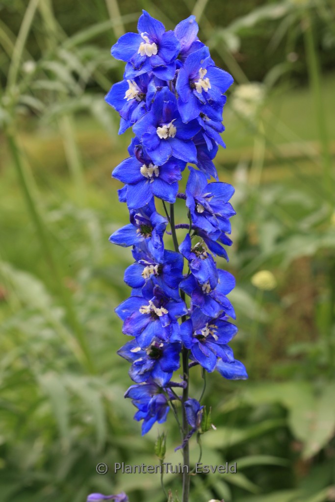 Delphinium ‘Lanzentraeger’