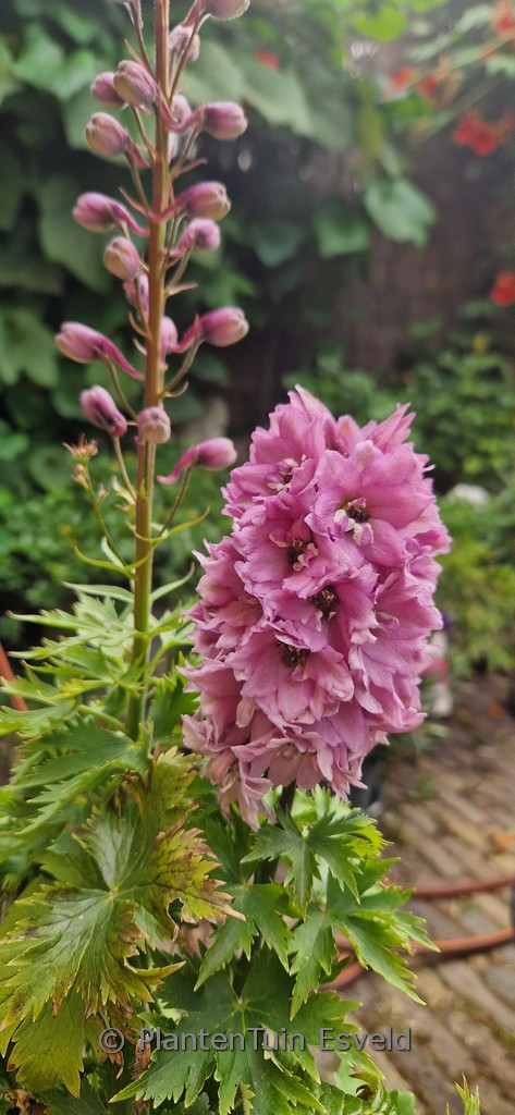Delphinium ‘Pure White’ (MAGIC FOUNTAINS)