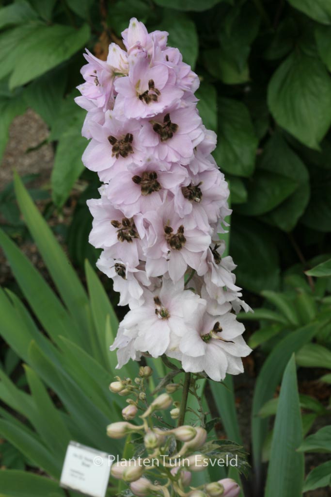 Delphinium ‘Sky Sensation’