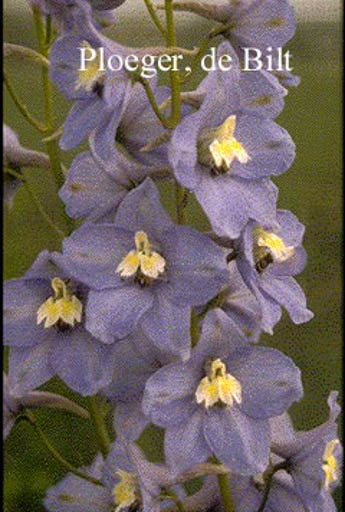 Delphinium ‘Summer Skies’