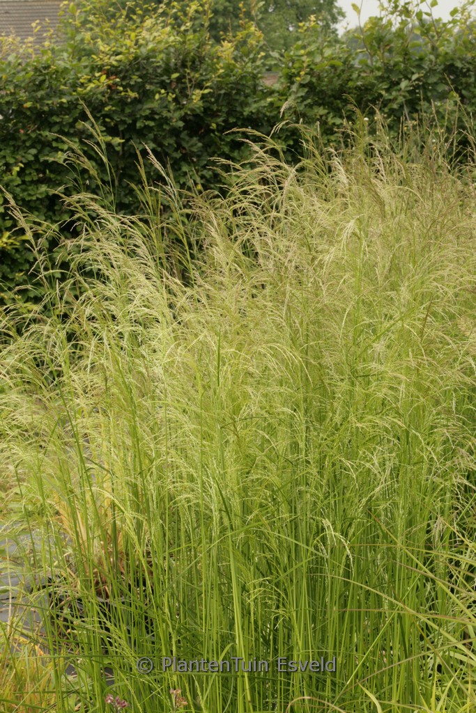 Deschampsia cespitosa ‘Tauträger’