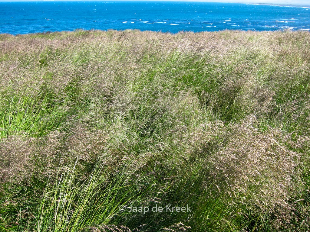 Deschampsia cespitosa