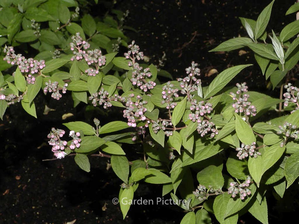 Deutzia ‘Rosea Plena’