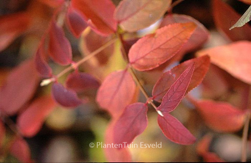 Deutzia crenata ‘Pride of Rochester’
