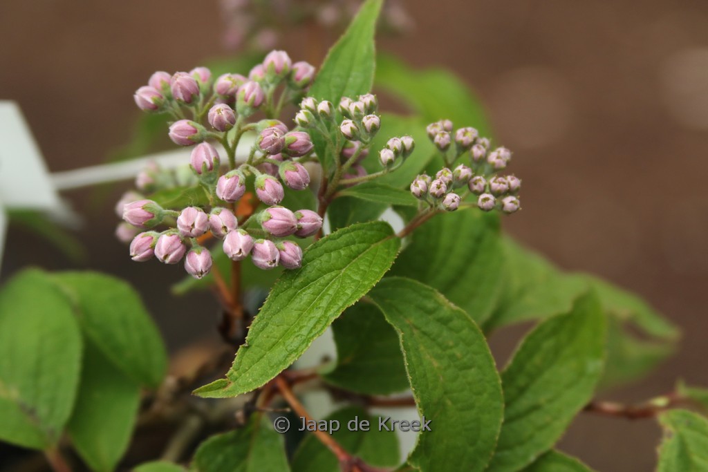 Deutzia discolor ‘Major’