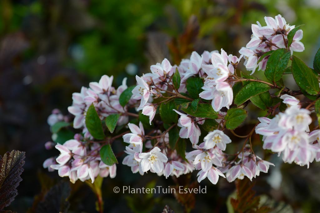 Deutzia elegantissima ‘Fasciculata’