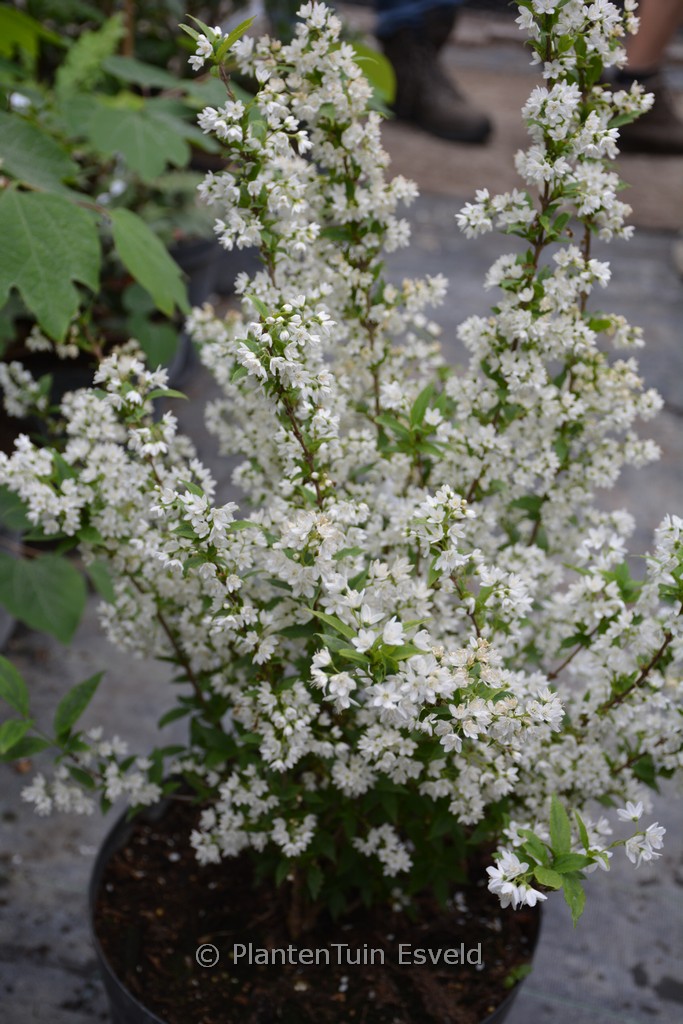 Deutzia gracilis ‘Marmorata’
