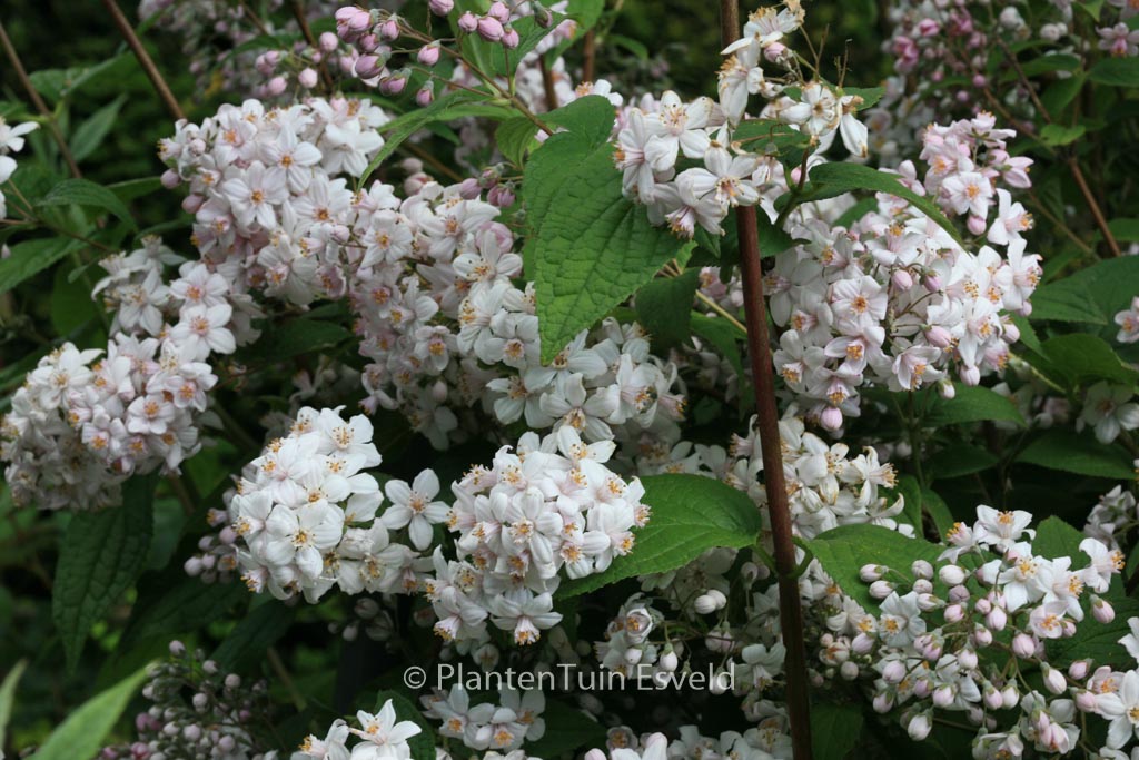 Deutzia hybrida ‘Mont Rose’