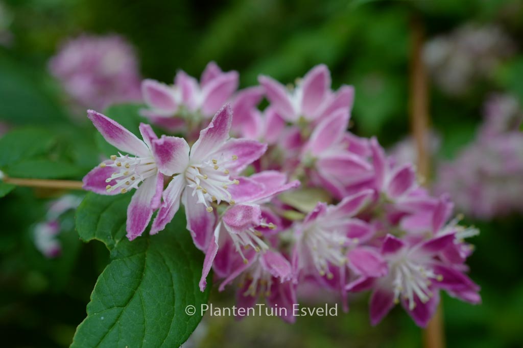 Deutzia hybrida ‘Strawberry Fields’