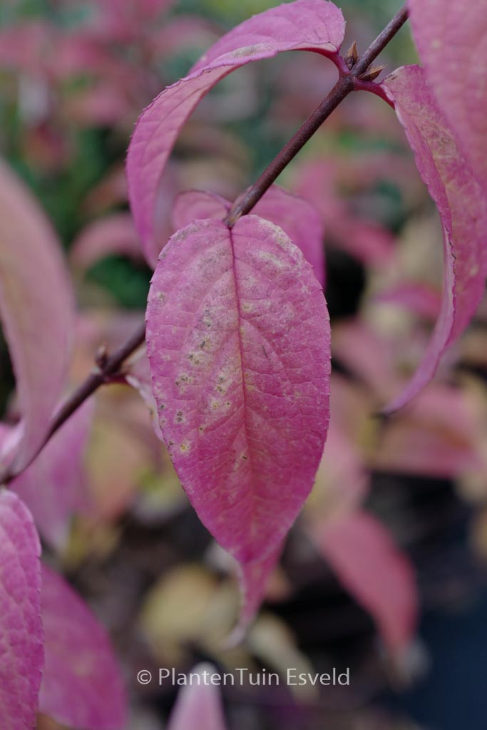 Deutzia hybrida ‘Tourbillon Rouge’