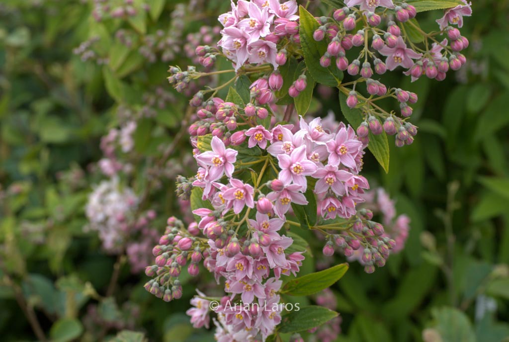 Deutzia longifolia ‘Veitchii’