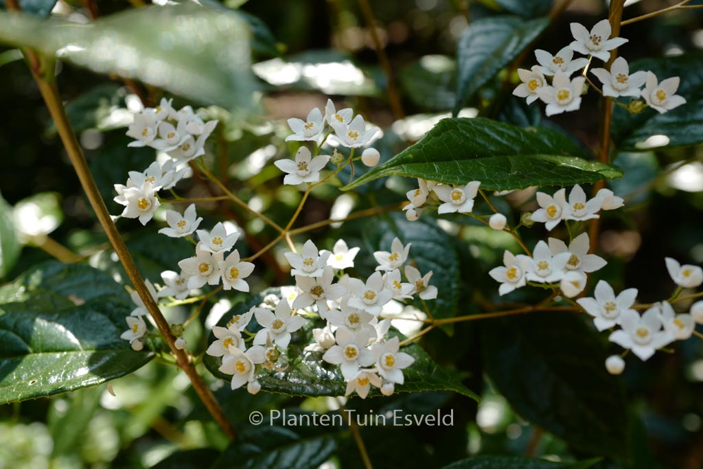 Deutzia multiradiata