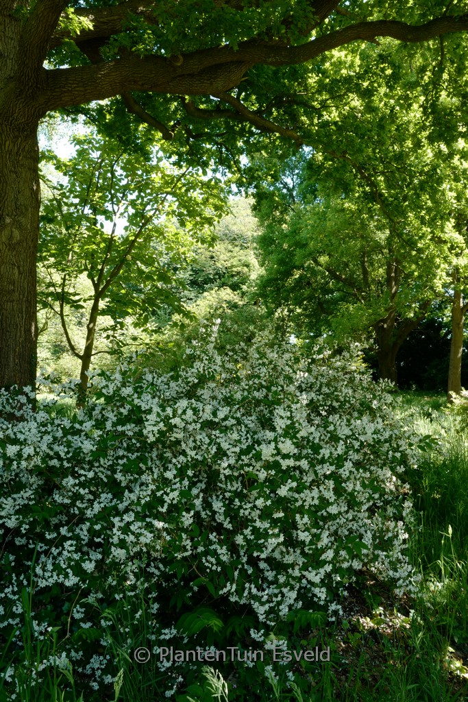 Deutzia rosea ‘Campanulata’