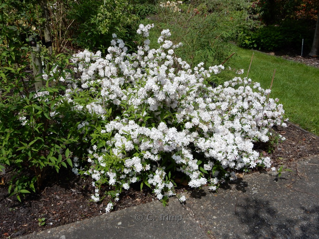 Deutzia rosea ‘Grandiflora’