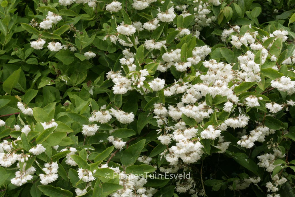 Deutzia scabra ‘Plena’