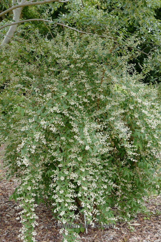 Deutzia taiwanensis