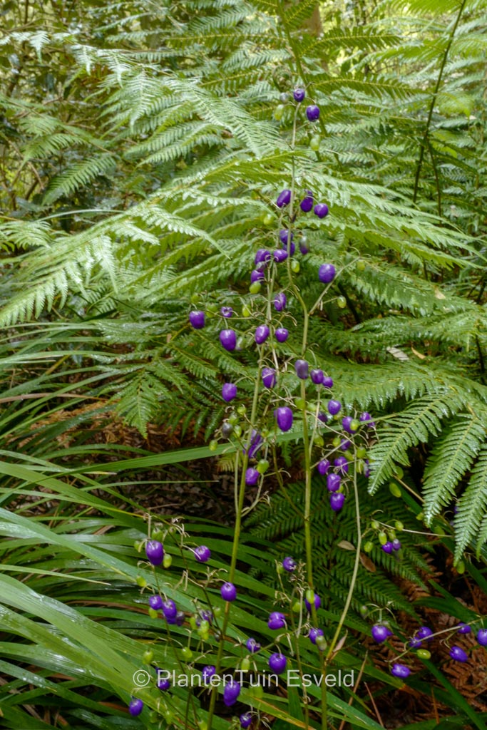 Dianella tasmanica