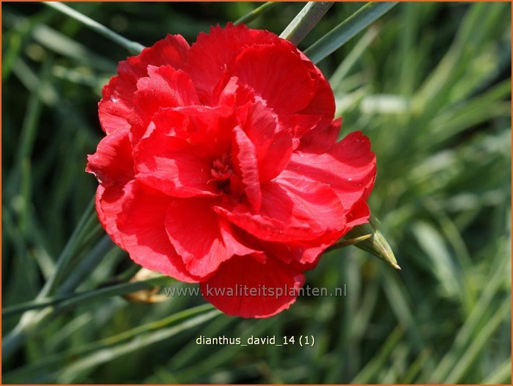 Dianthus ‘David’