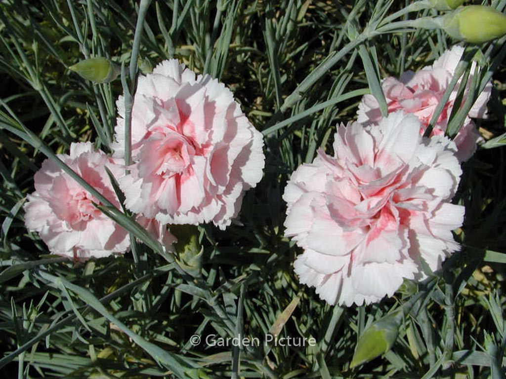 Dianthus ‘Doris’
