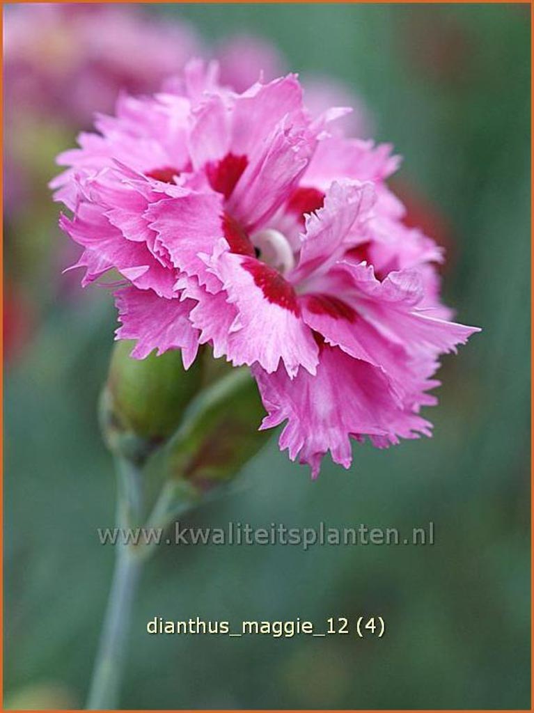 Dianthus ‘Maggie’