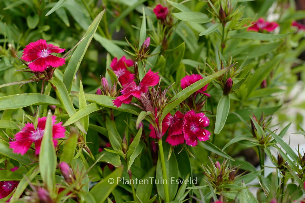 Dianthus barbatus