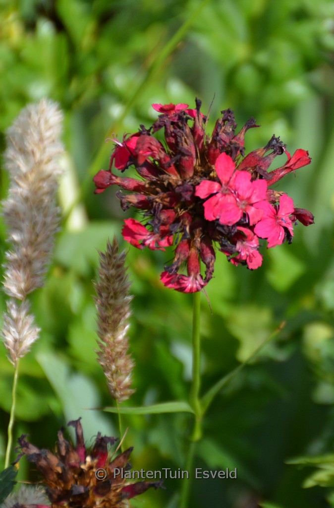 Dianthus cruentus