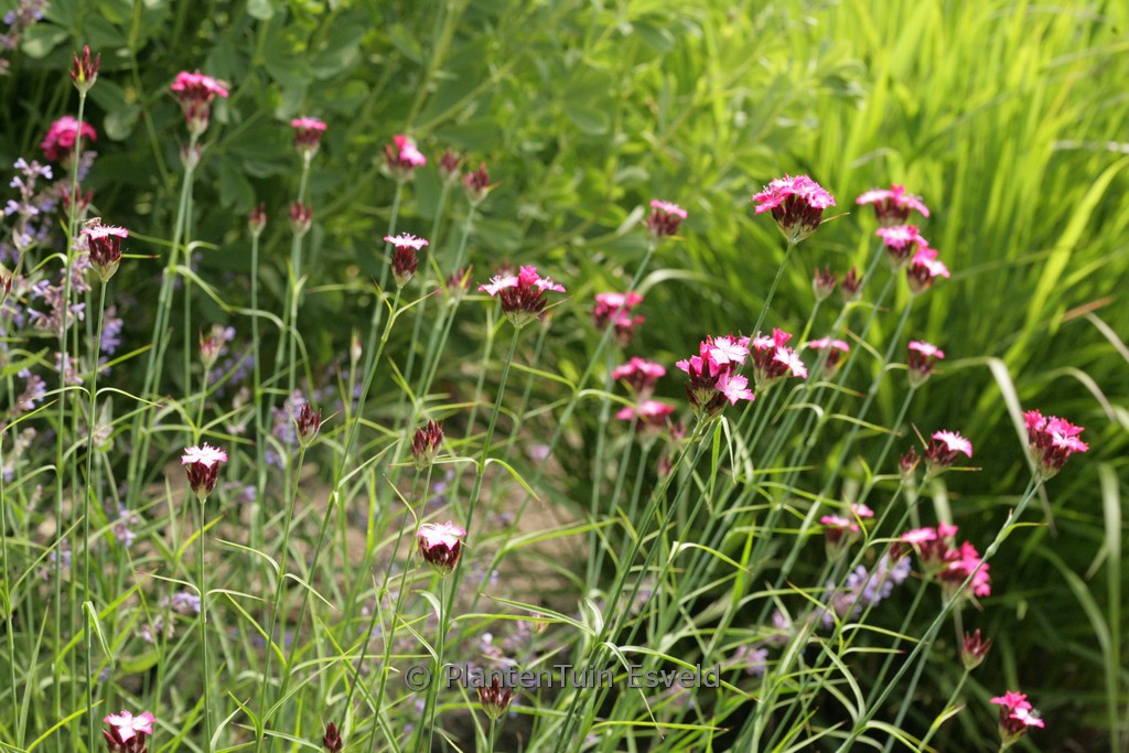 Dianthus giganteus