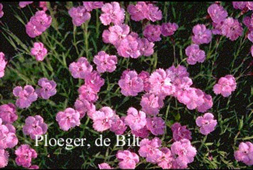 Dianthus gratianopolitanus ‘Eydangeri’