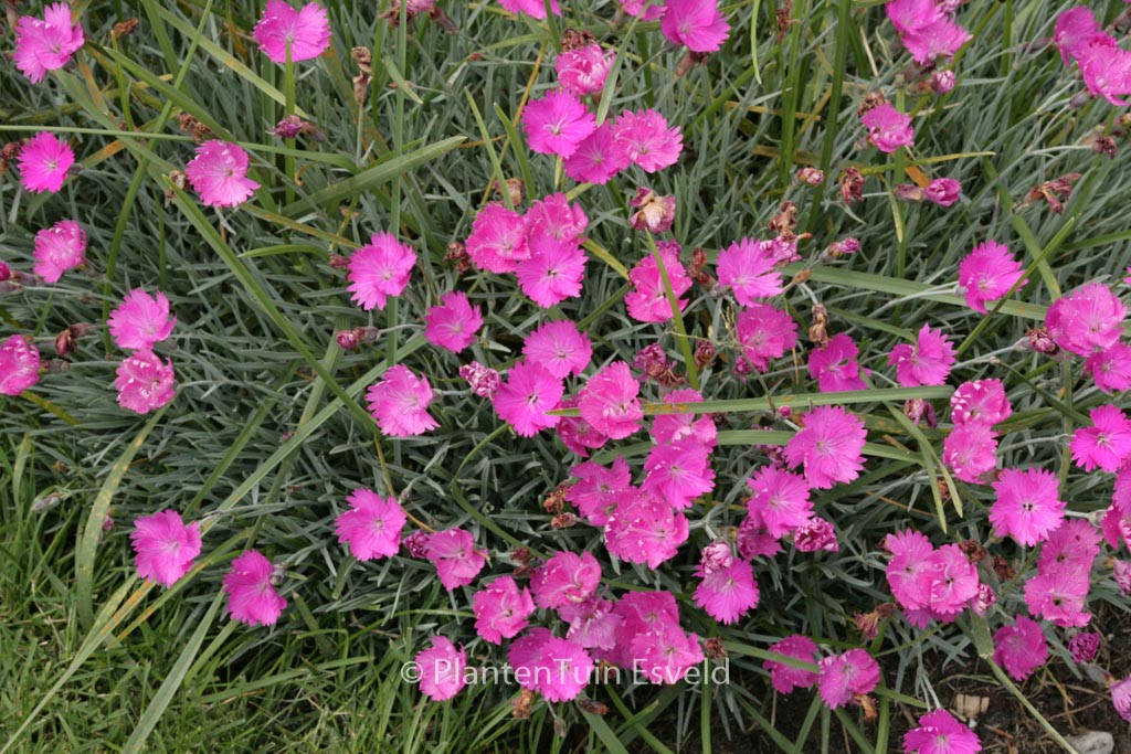 Dianthus gratianopolitanus ‘Feuerhexe’