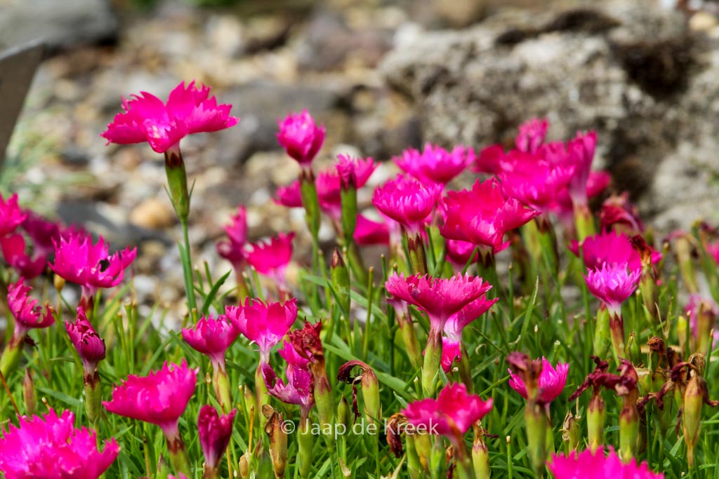 Dianthus superbus ‘Kahori Pink’