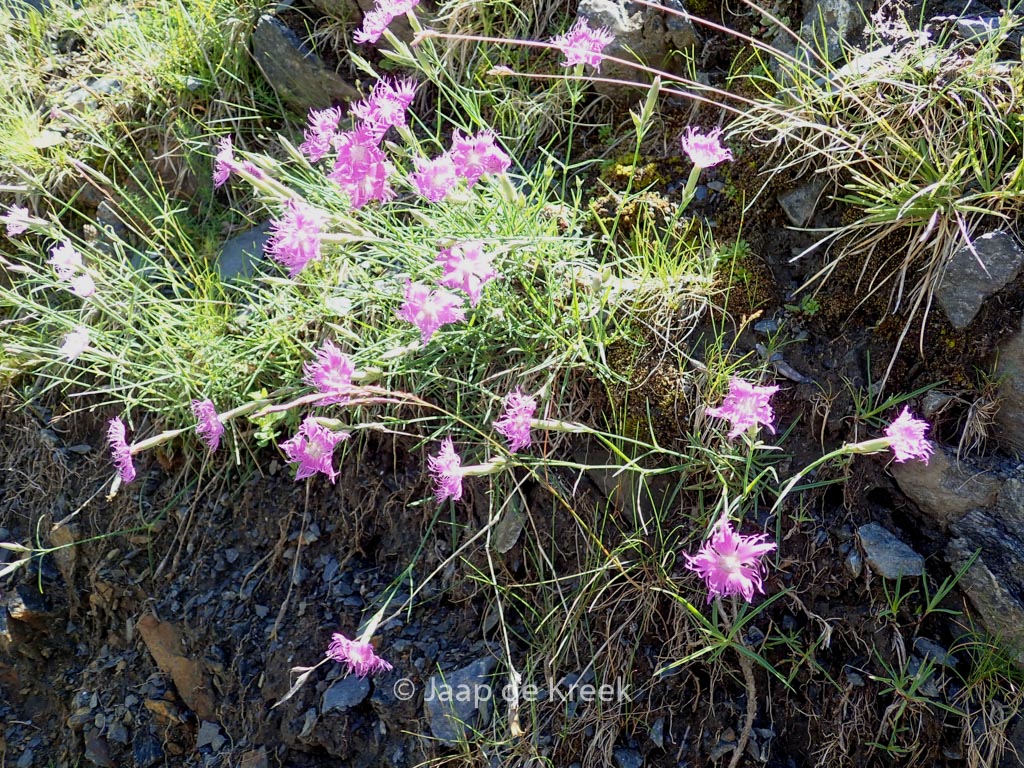 Dianthus superbus