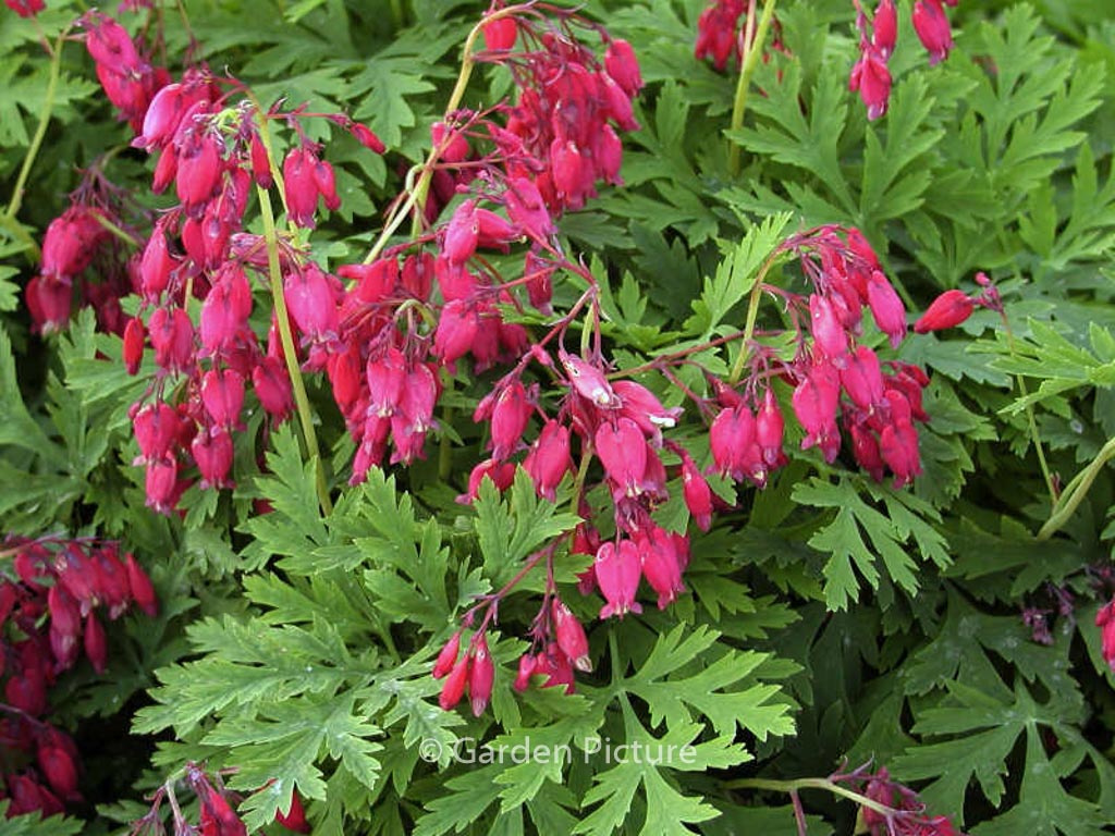 Dicentra formosa ‘Bacchanal’