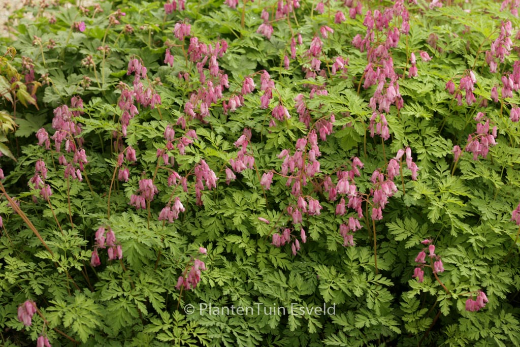 Dicentra formosa ‘Luxuriant’