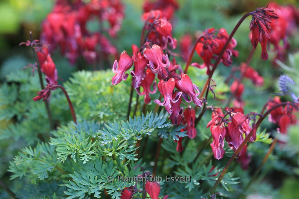 Dicentra formosa ‘Red Fountain’